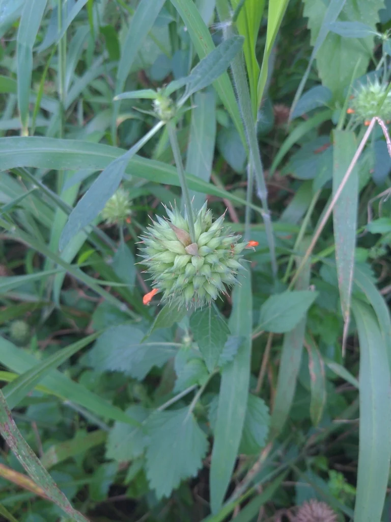 Leonotis Nepetifolia