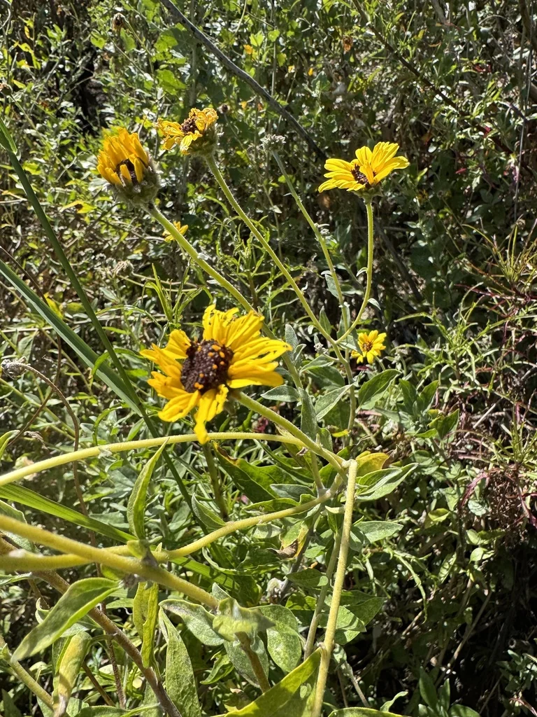 Encelia californica