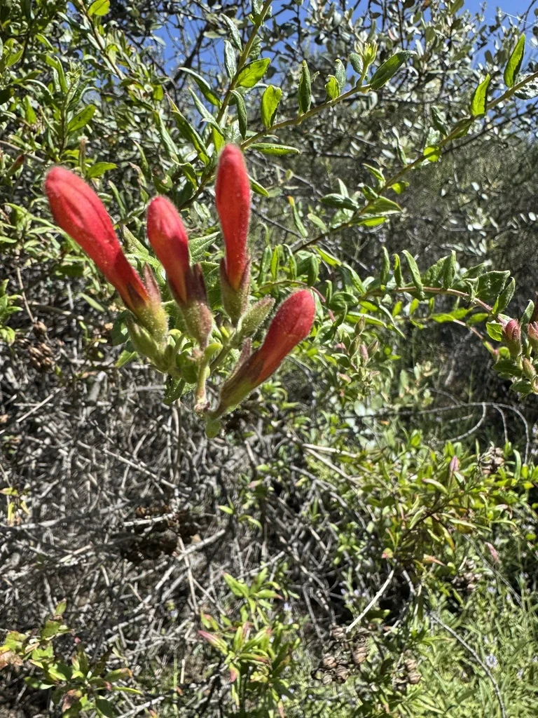 Keckiella Cordifolia
