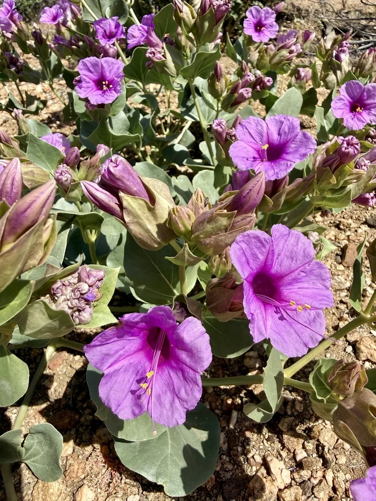 Mirabilis Multiflora