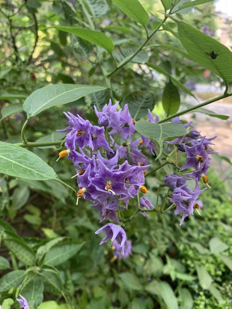 Solanum Crispum