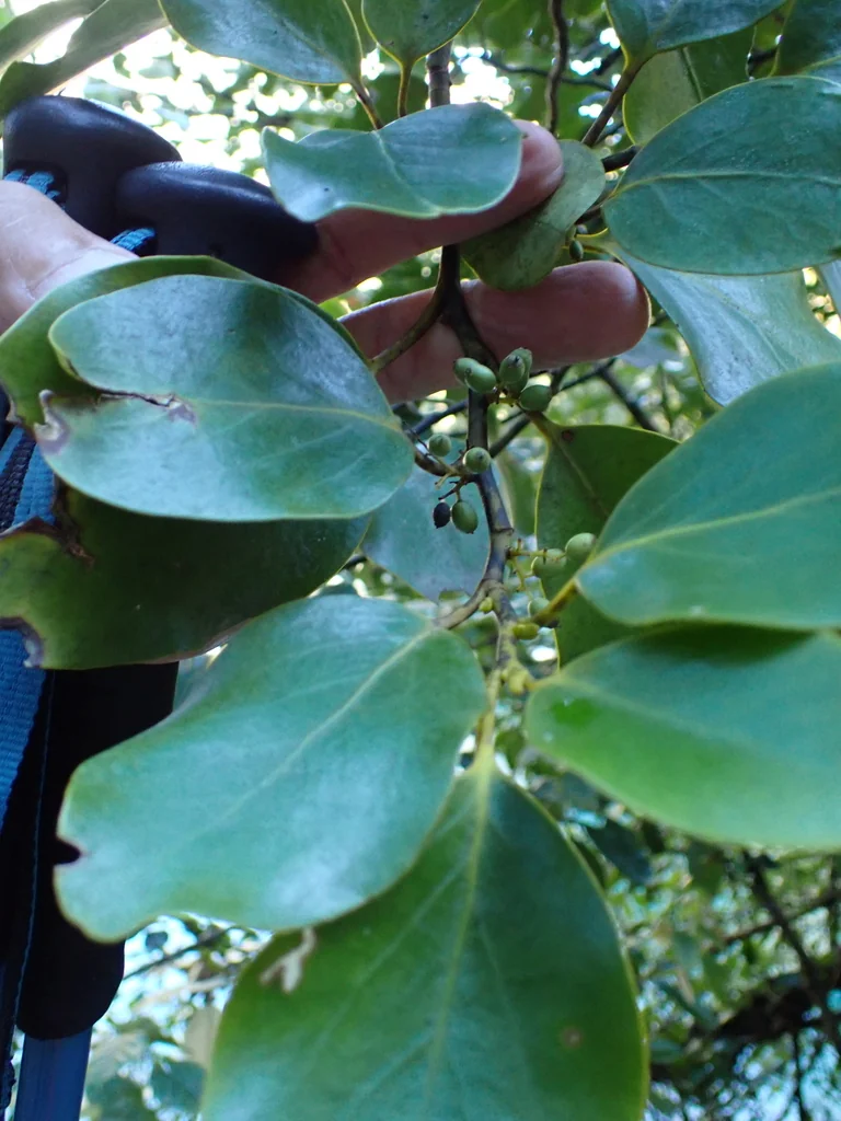 Griselinia Littoralis
