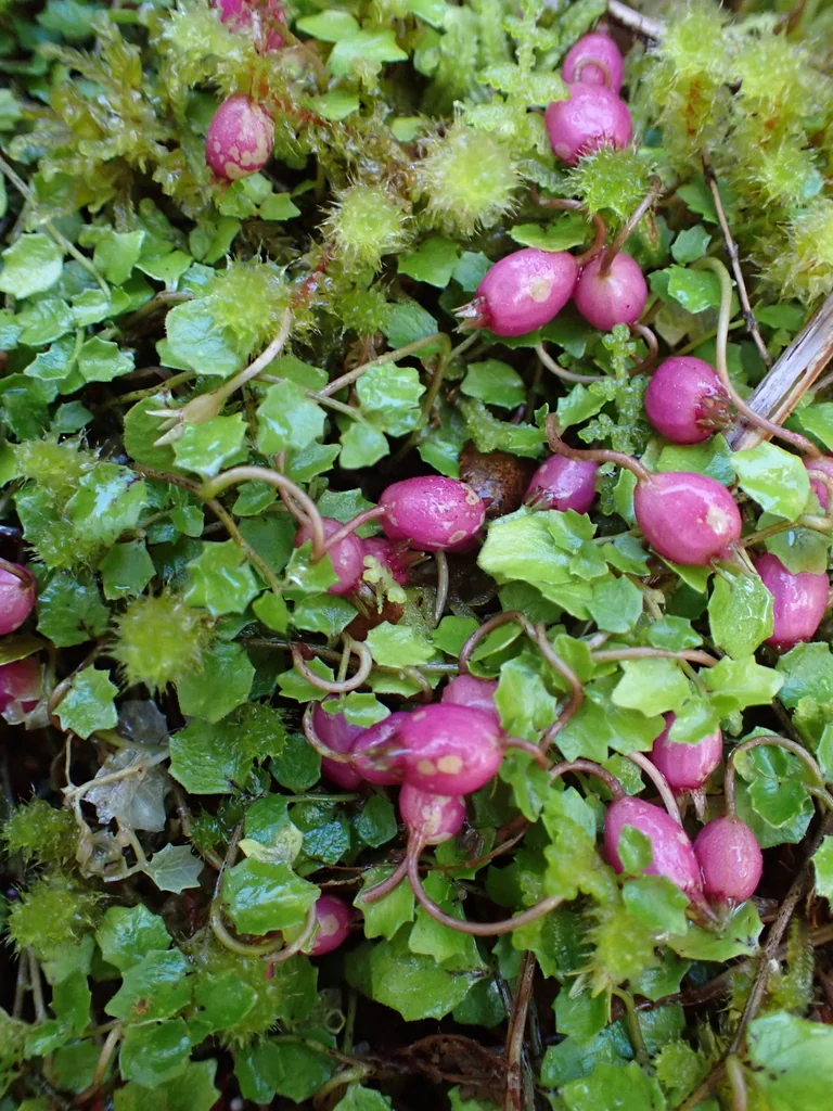 Pratia Angulata