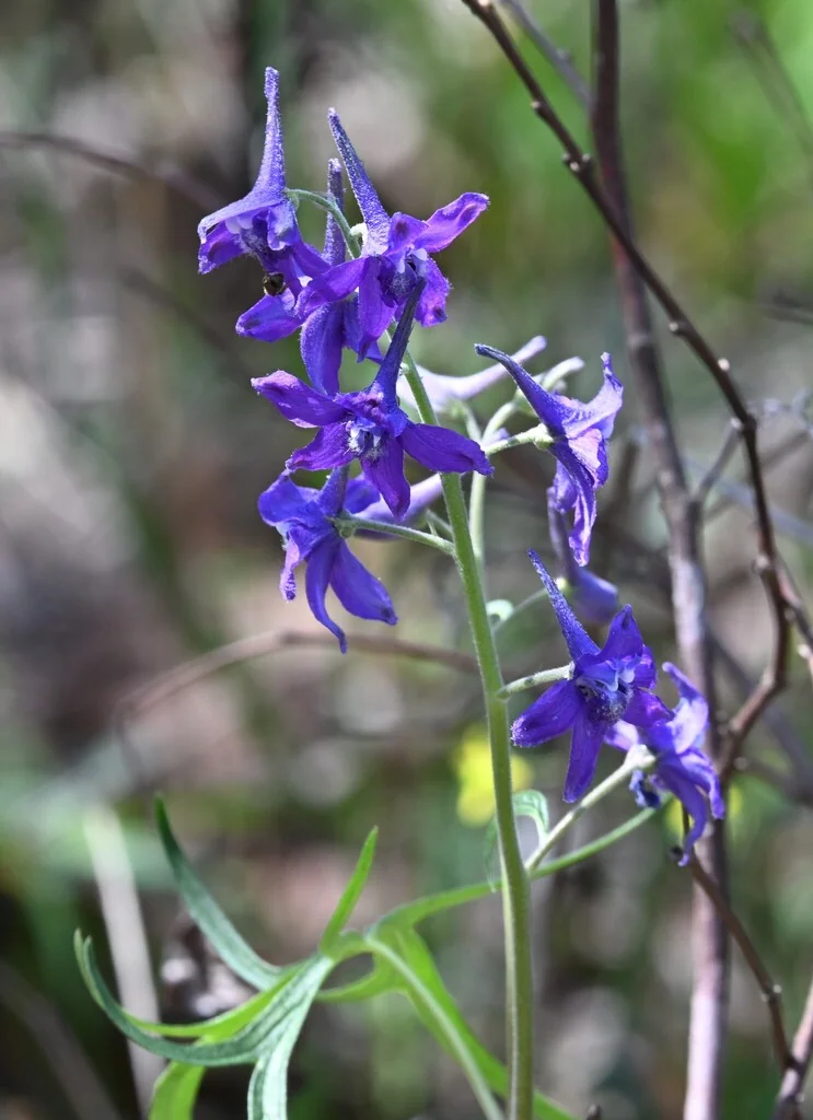 Delphinium Tricorne