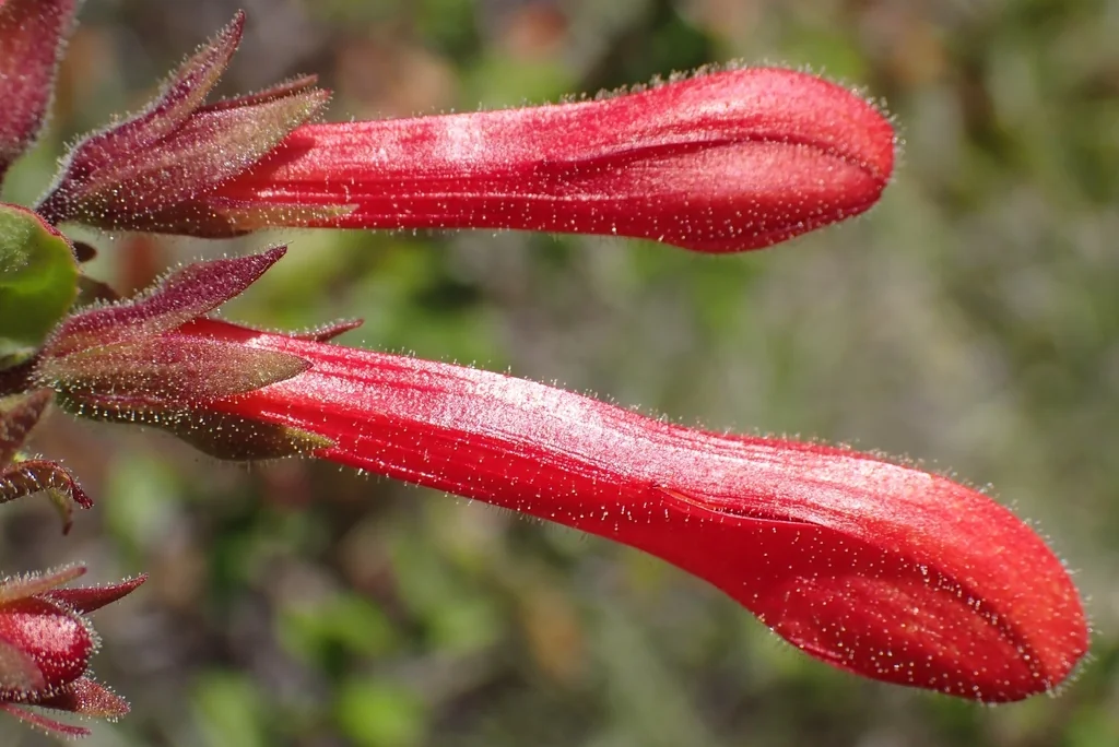 Keckiella Cordifolia
