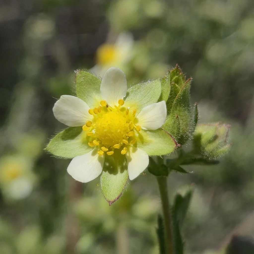 Potentilla Glandulosa