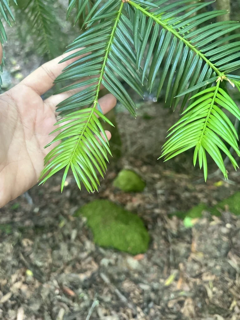 Torreya Californica