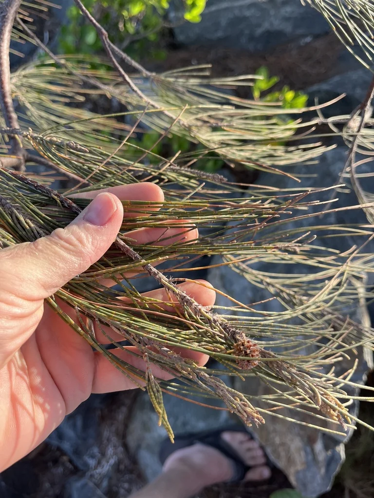 Casuarina Equisetifolia