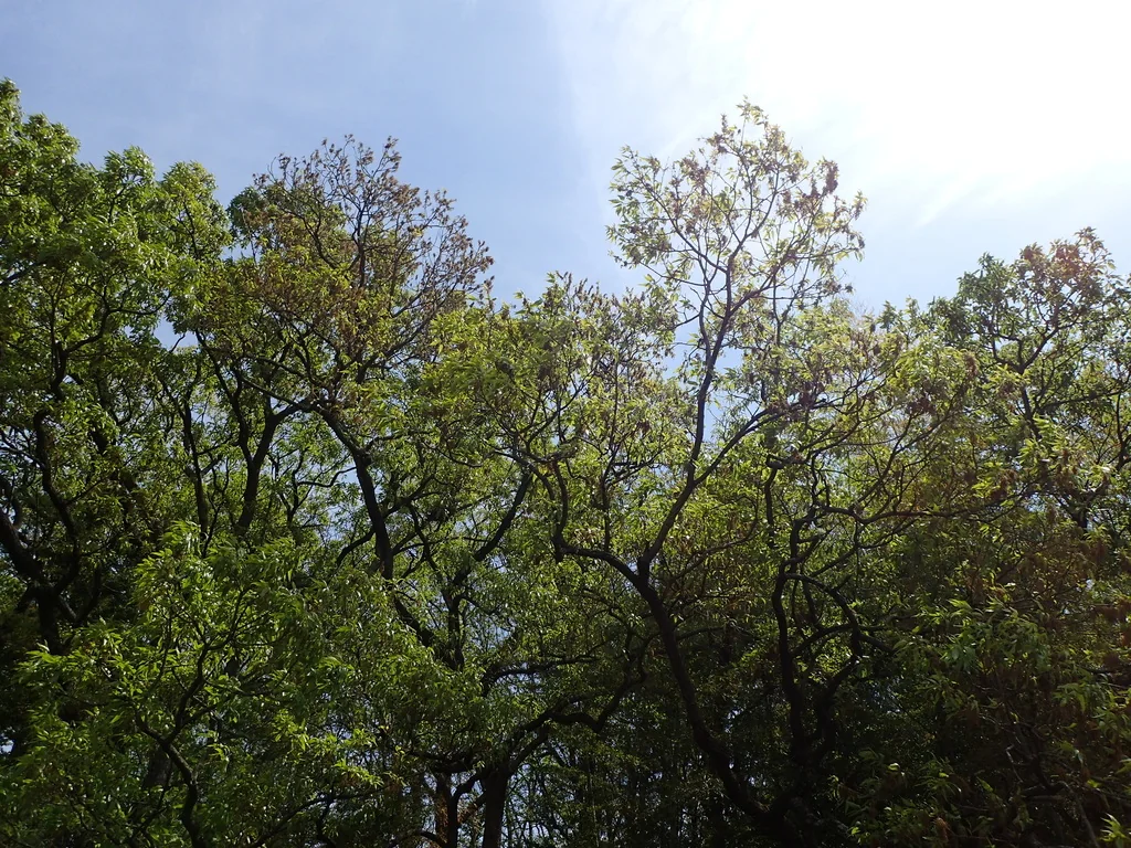 Quercus Acutissima