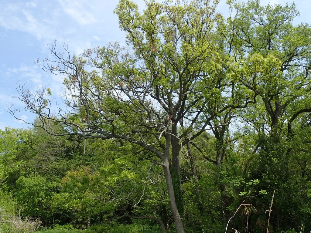 Quercus Acutissima