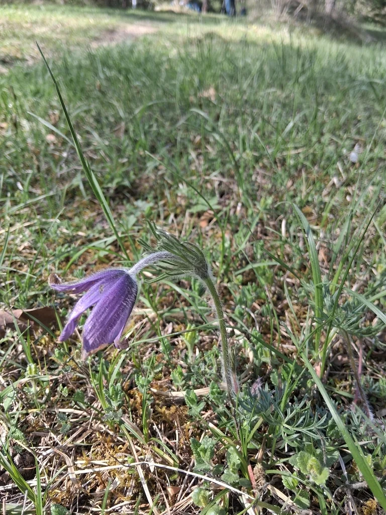 Pulsatilla Vulgaris