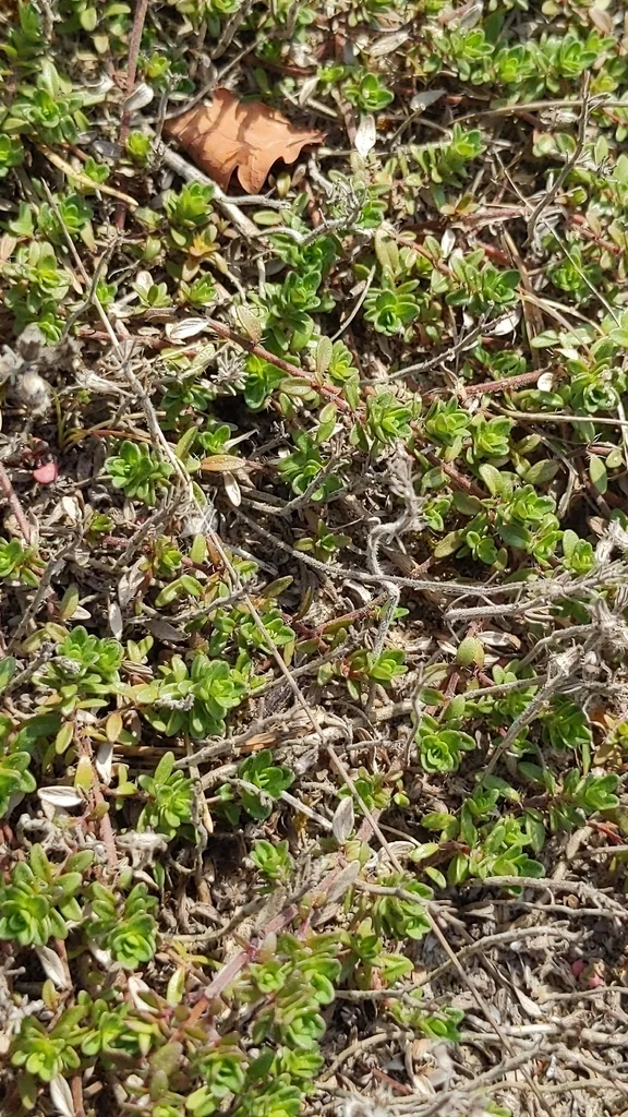 Thymus Serpyllum