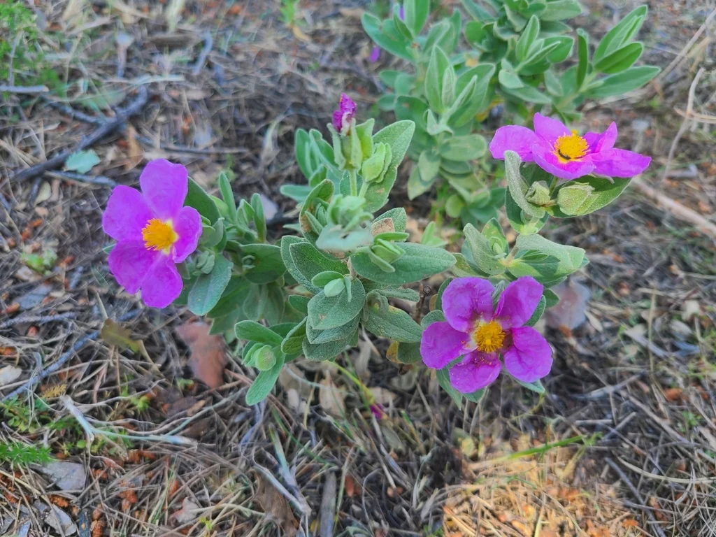 Cistus Albidus