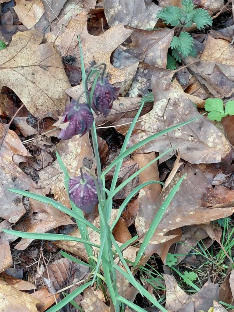 Fritillaria Meleagris