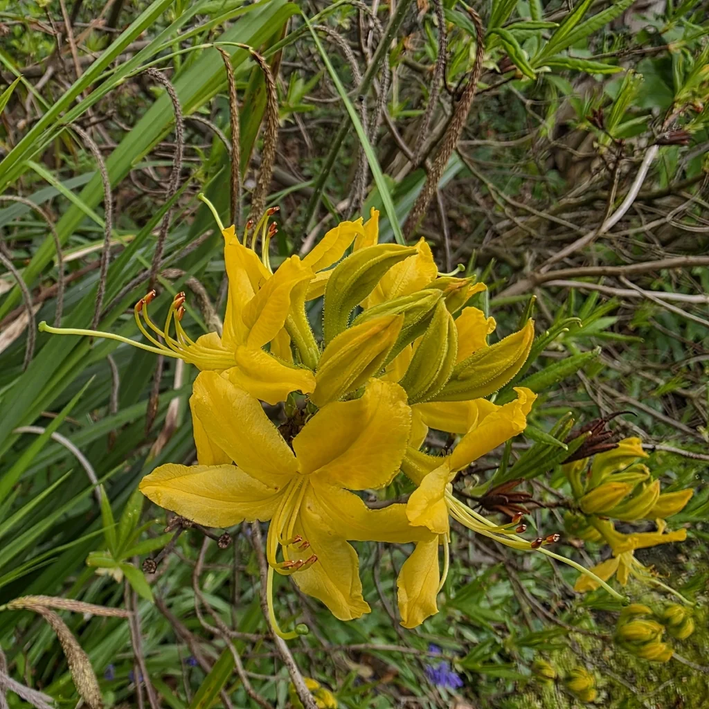 Rhododendron Luteum
