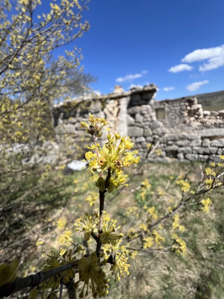 Cornus Mas