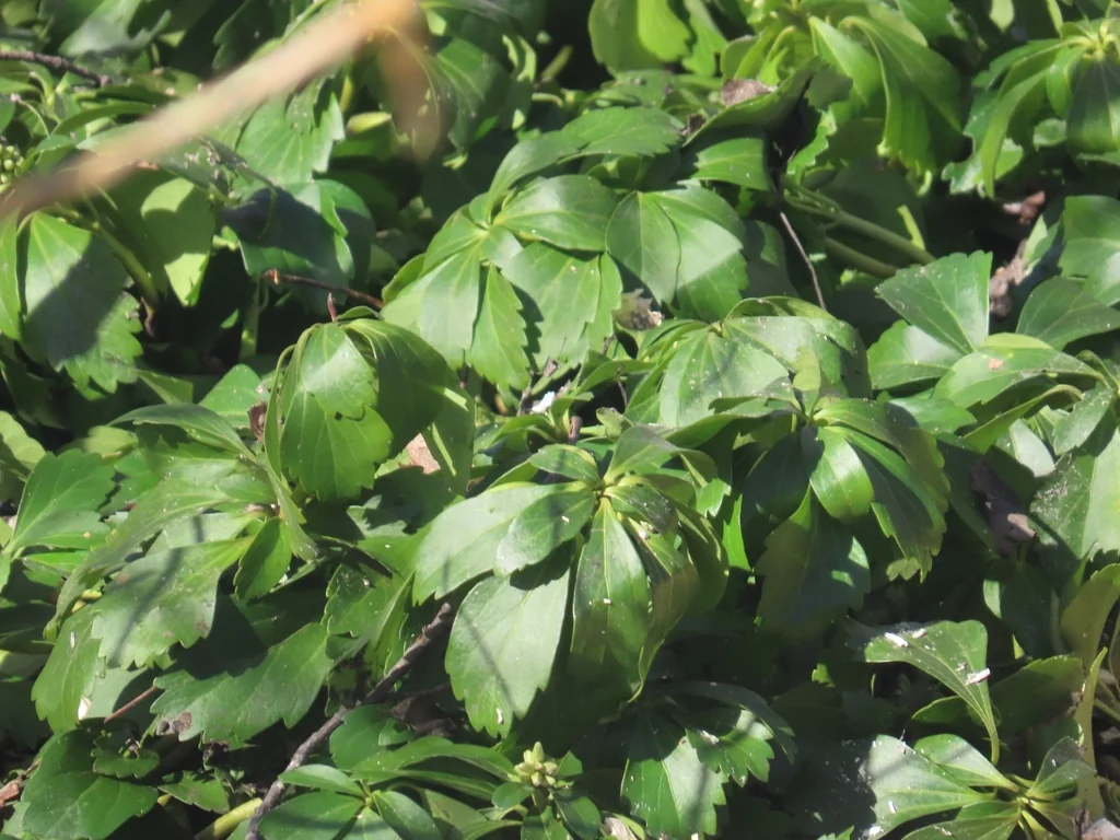 Pachysandra Terminalis