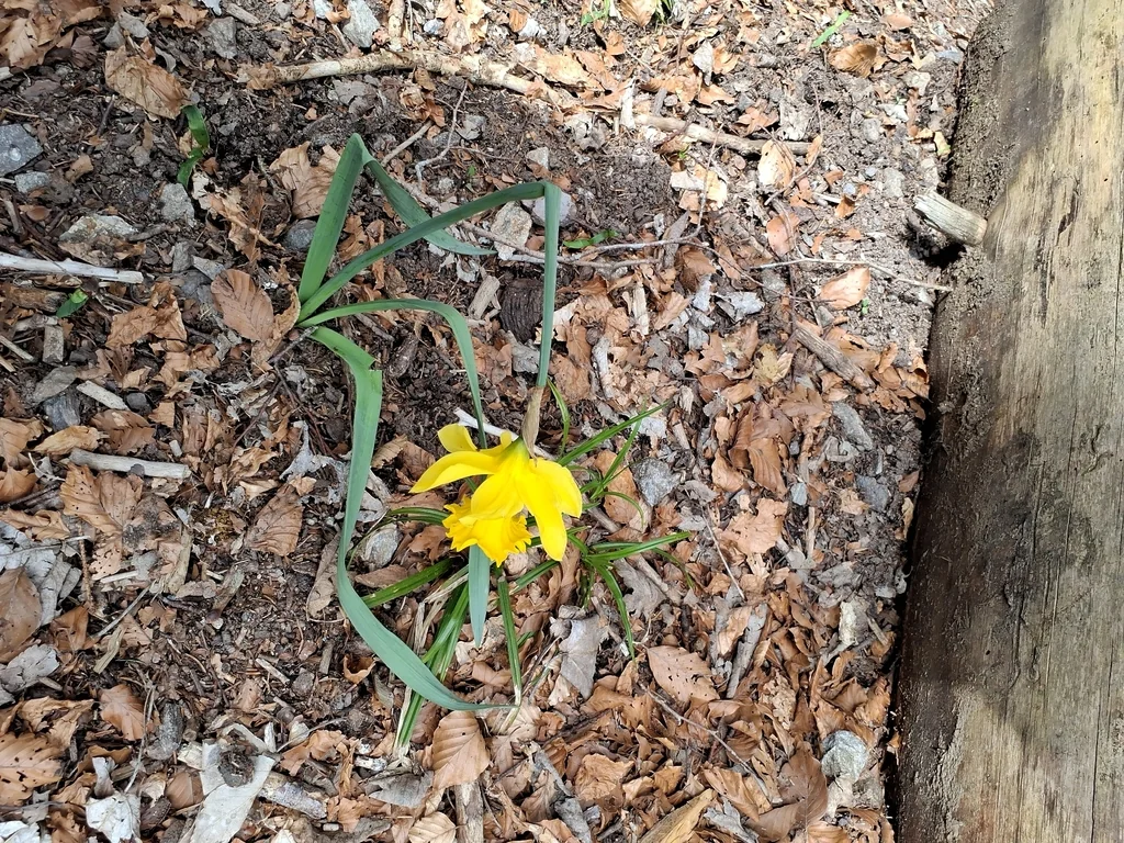 Narcissus Pseudonarcissus