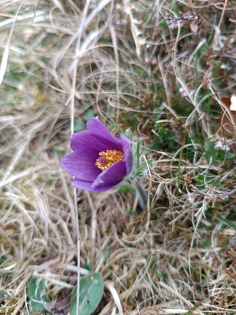 Pulsatilla Vulgaris