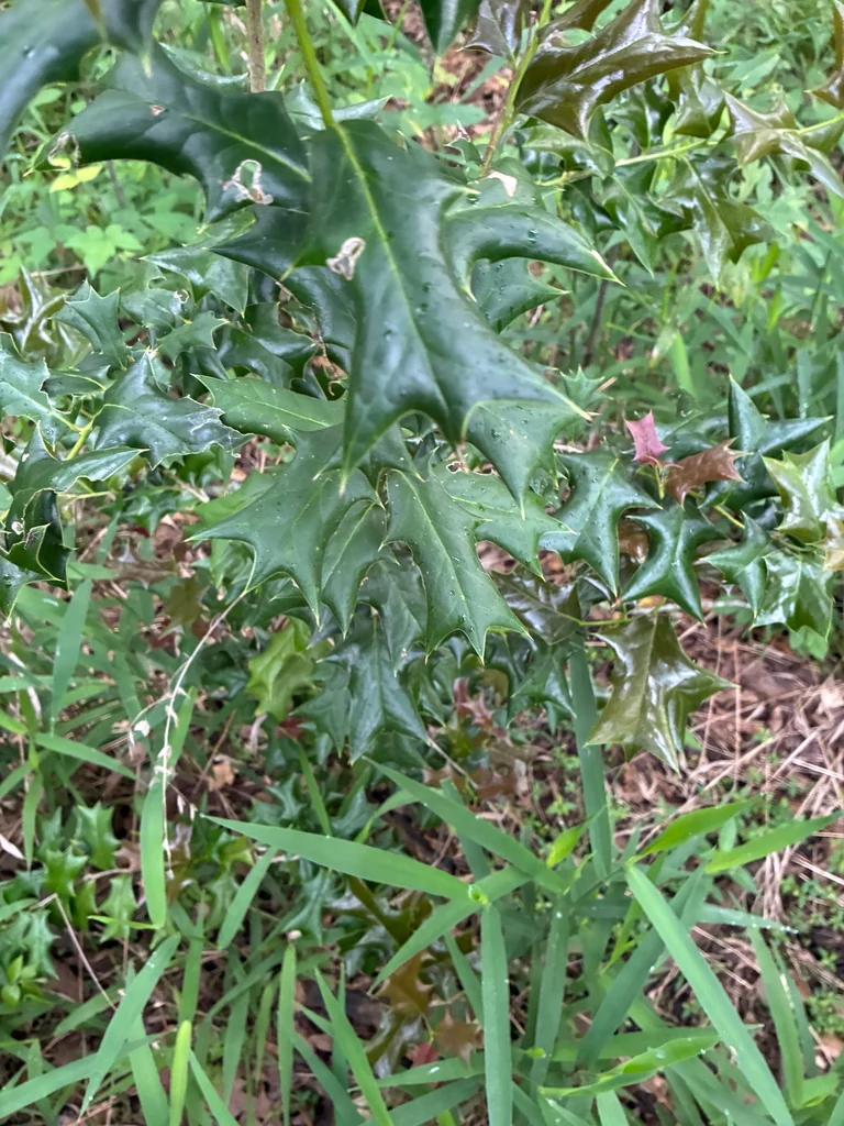 Ilex Cornuta