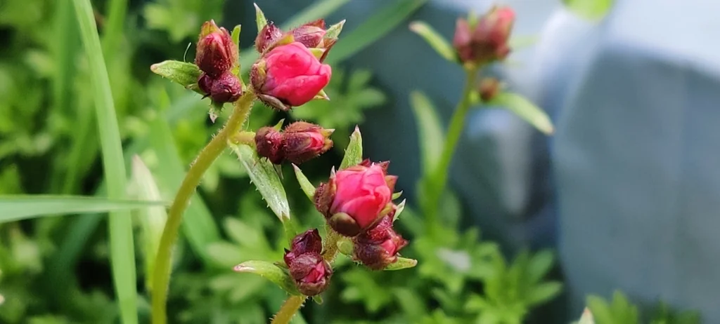 Saxifraga X Arendsii