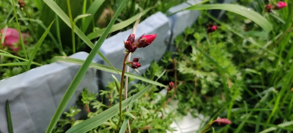Saxifraga X Arendsii