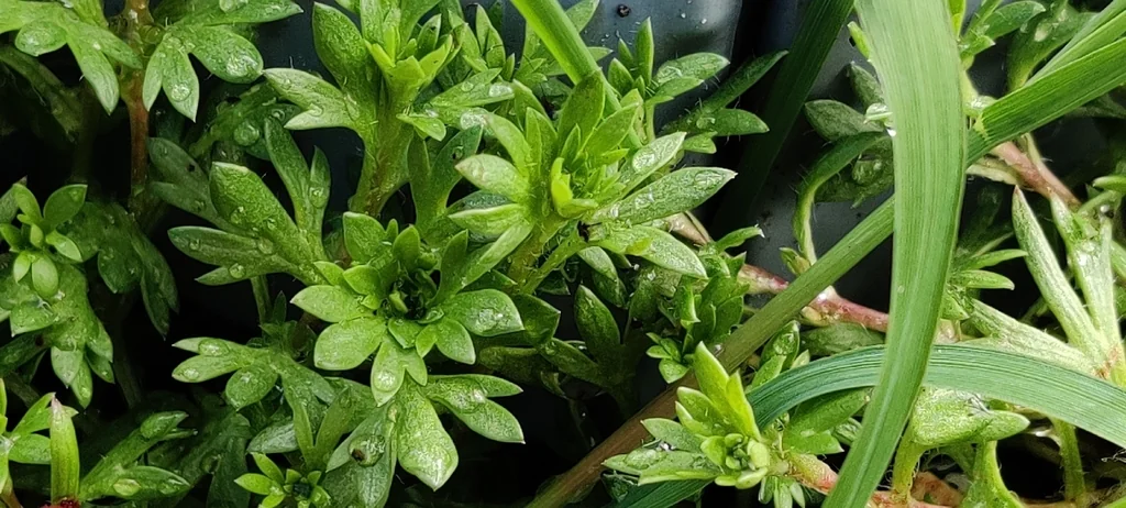 Saxifraga X Arendsii