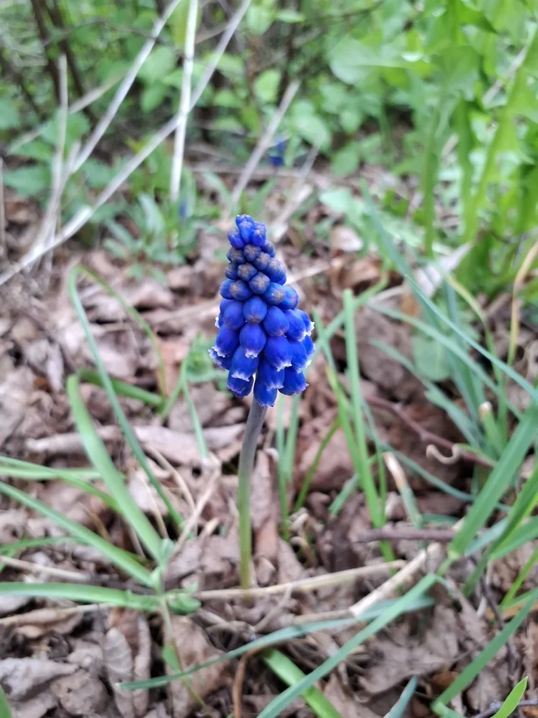 Muscari Armeniacum