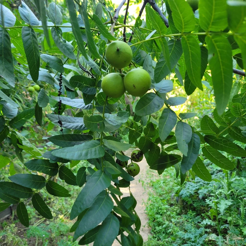 Juglans Californica