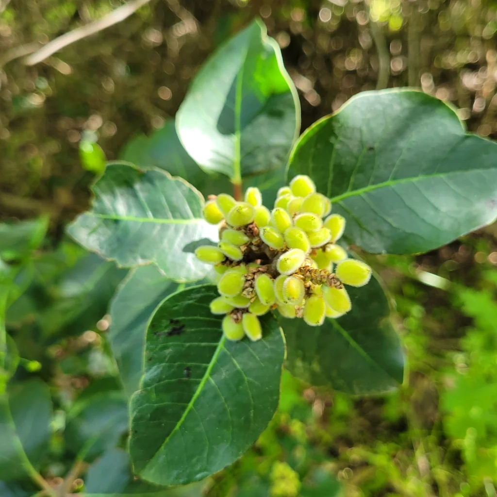 Rhus Ovata