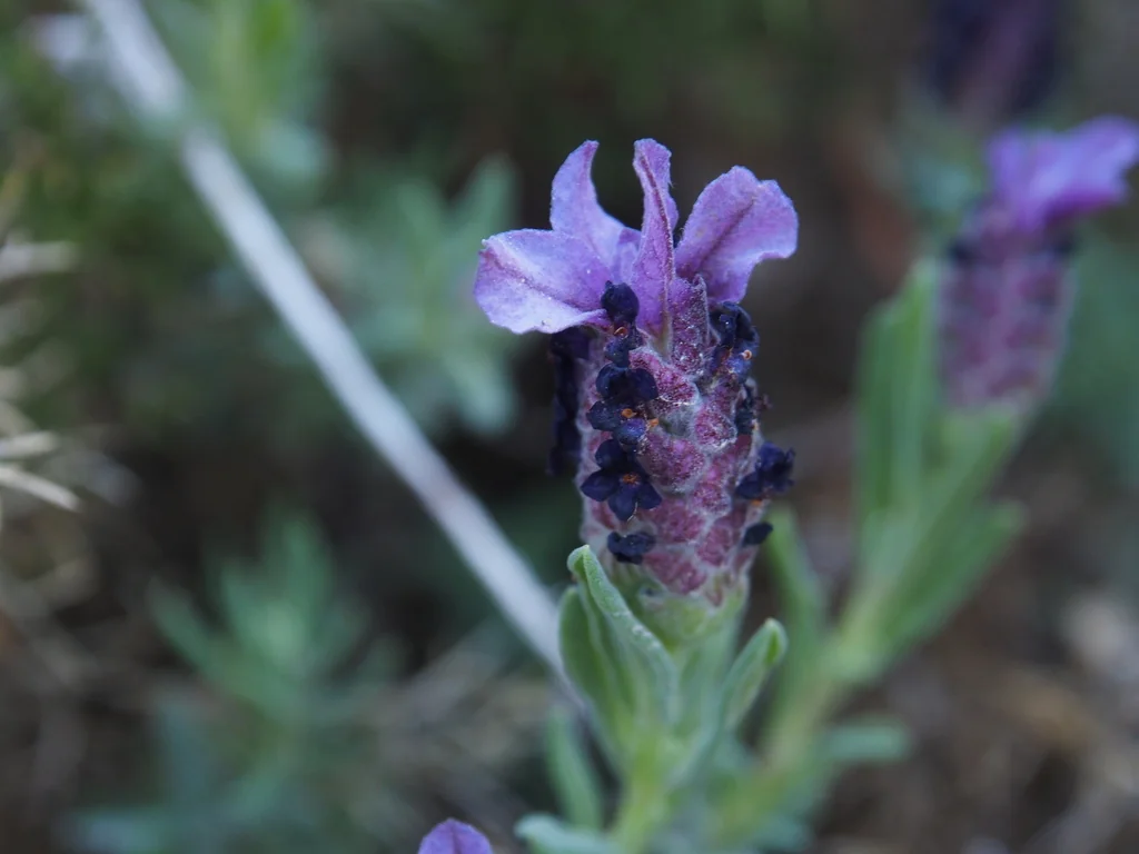 Lavandula Stoechas
