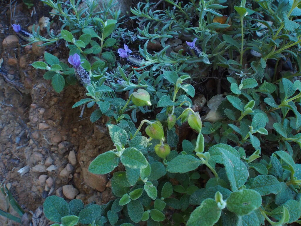 Cistus Salviifolius
