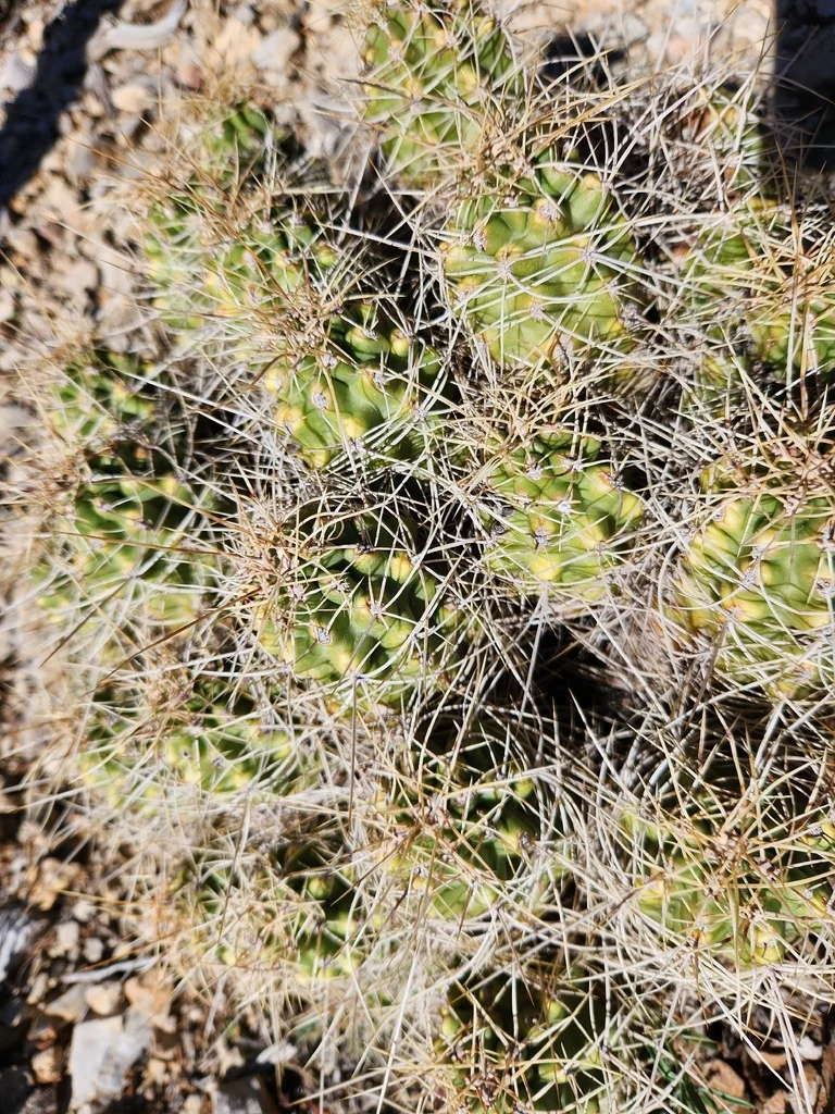 Echinocereus Triglochidiatus