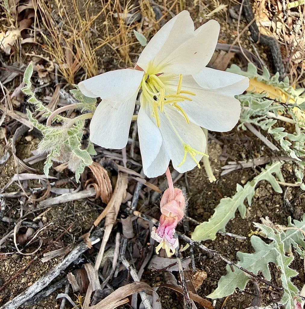 Oenothera californica