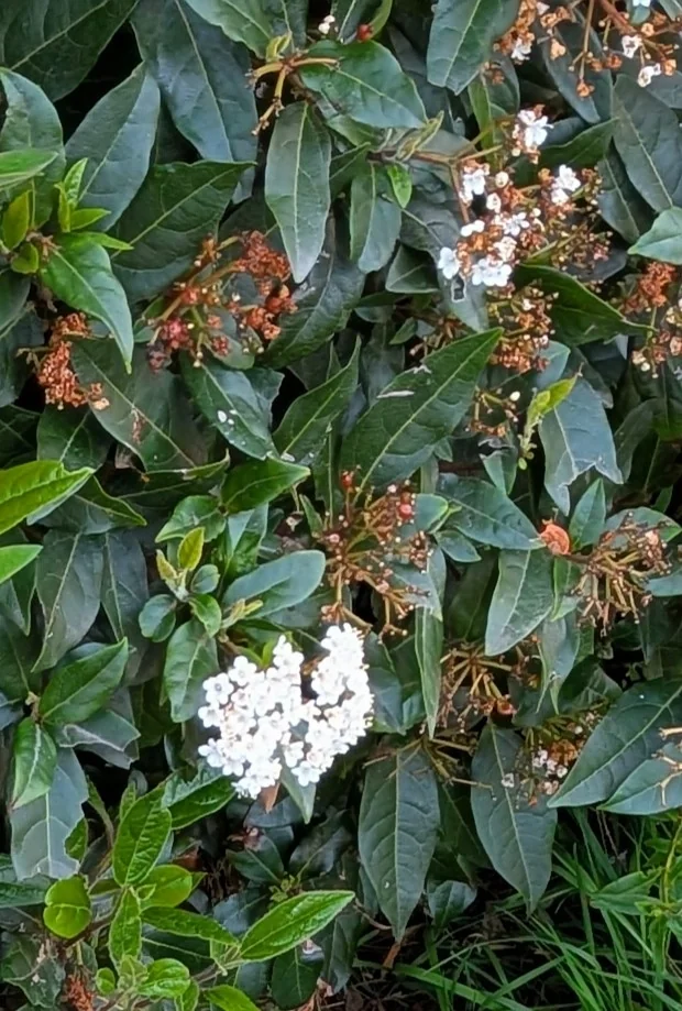 Viburnum Tinus