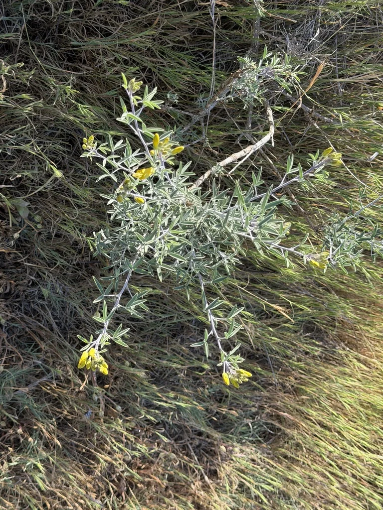 Isomeris Arborea