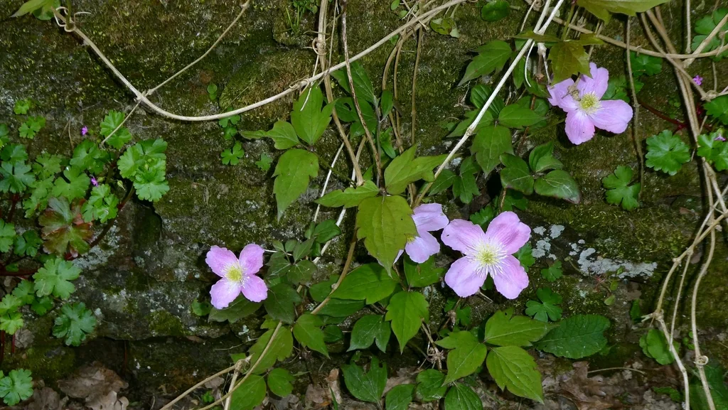 Clematis Montana