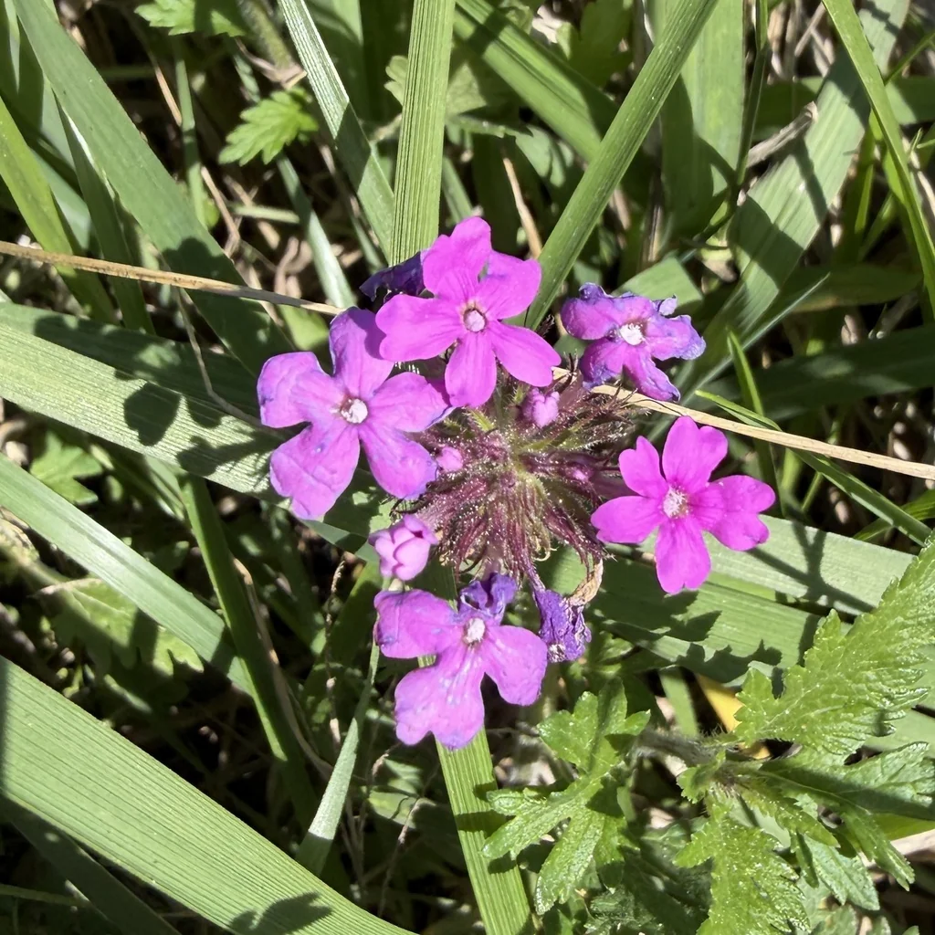 Verbena Canadensis