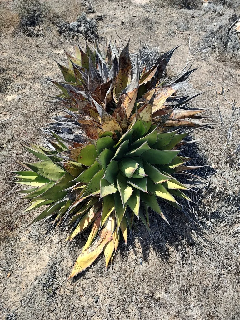 Agave Shawii