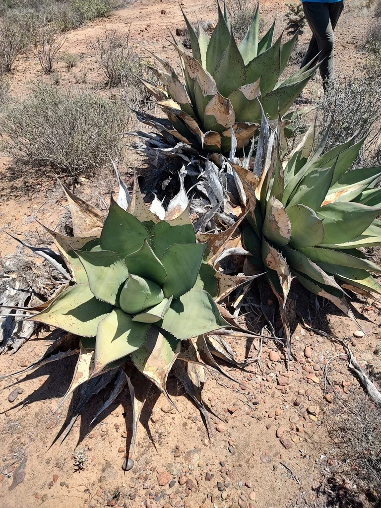 Agave Shawii
