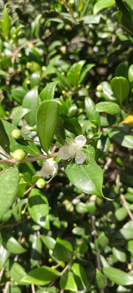 Myrtus Communis