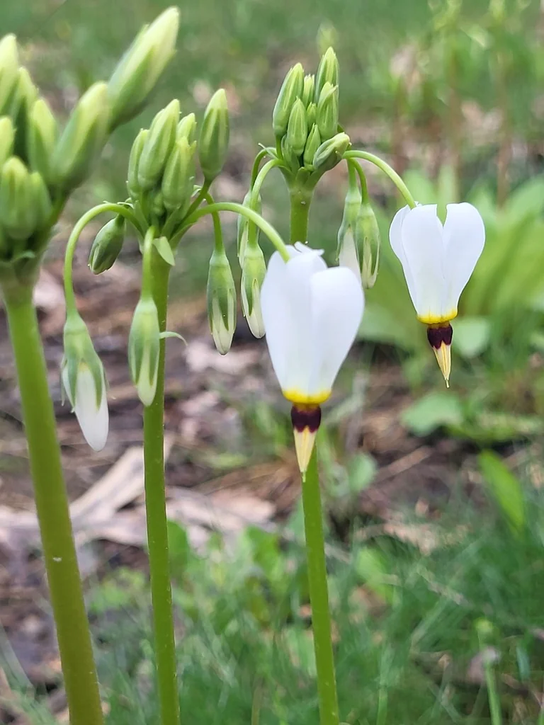 Dodecatheon Meadia