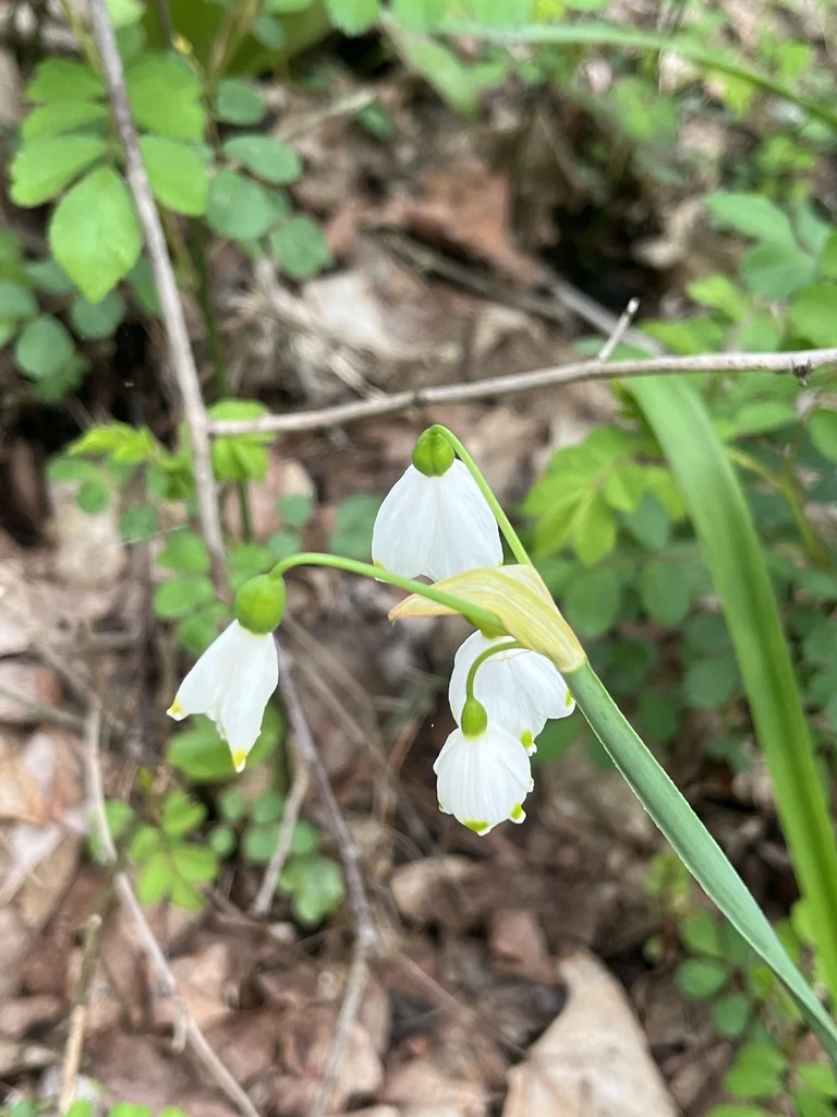 Leucojum Aestivum