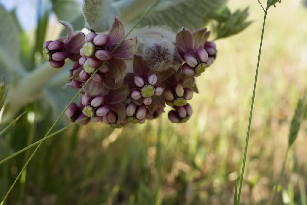 Asclepias Californica