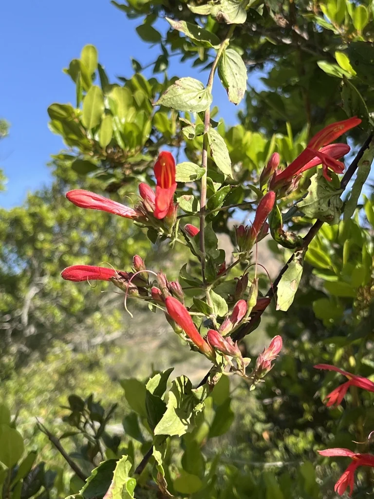 Keckiella Cordifolia