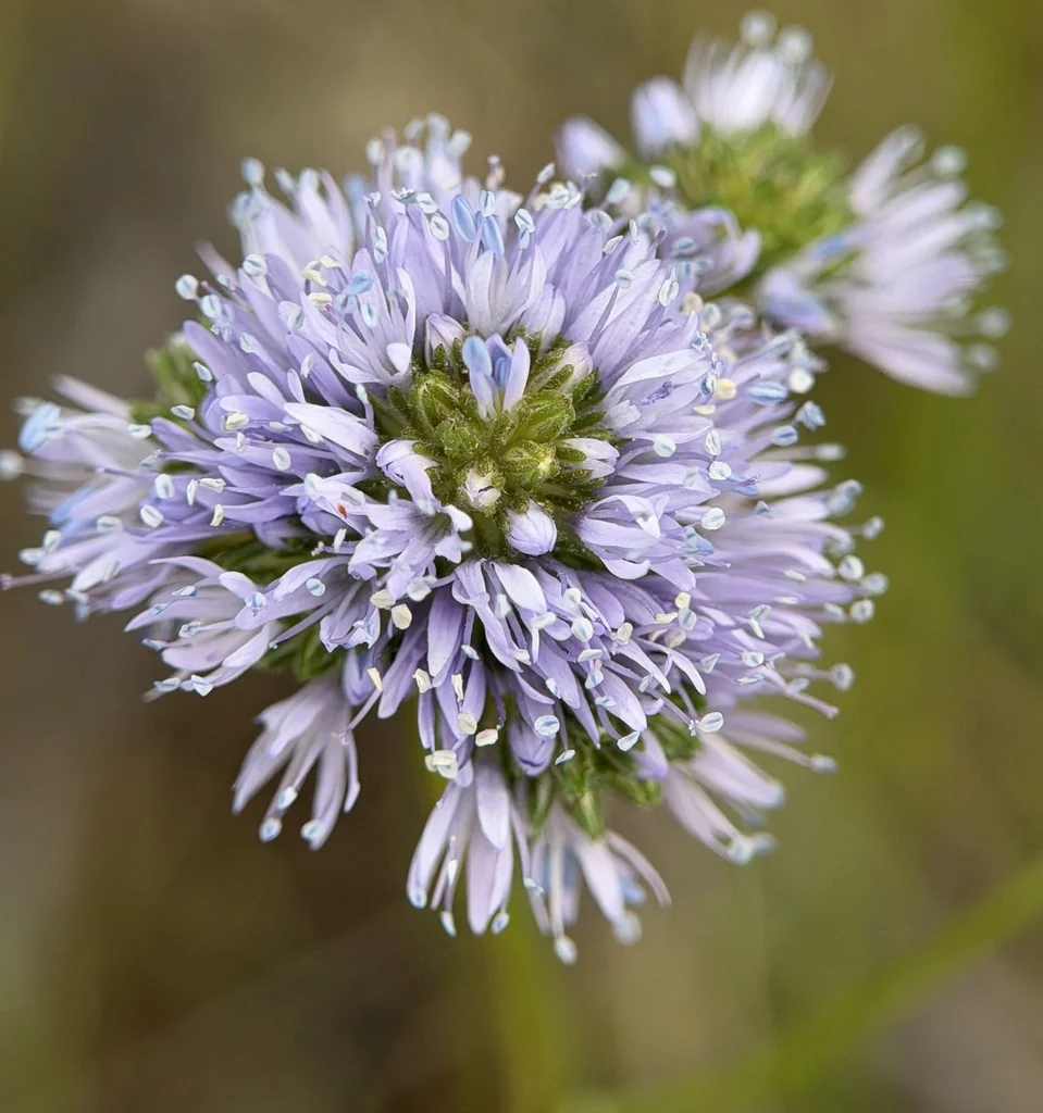 Gilia Capitata