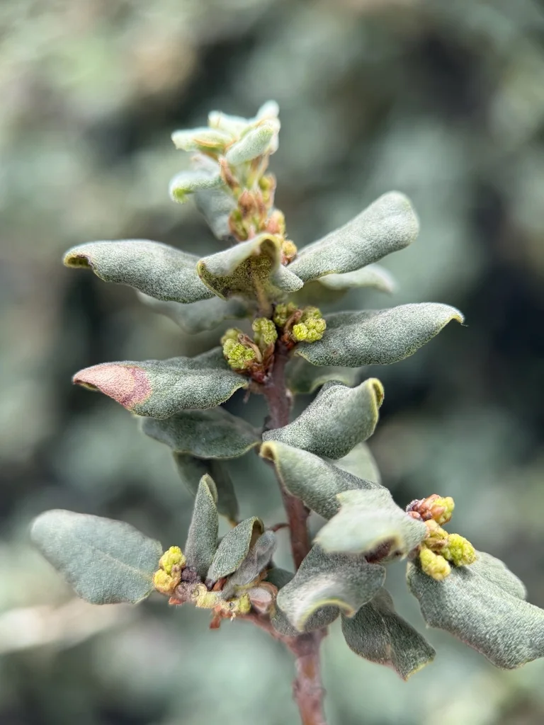 Quercus Durata