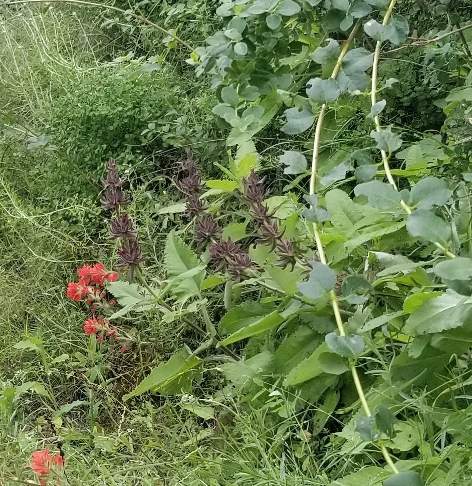 Salvia Spathacea