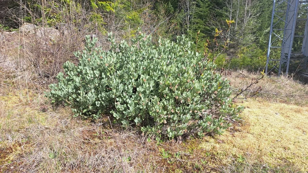 Arctostaphylos Columbiana