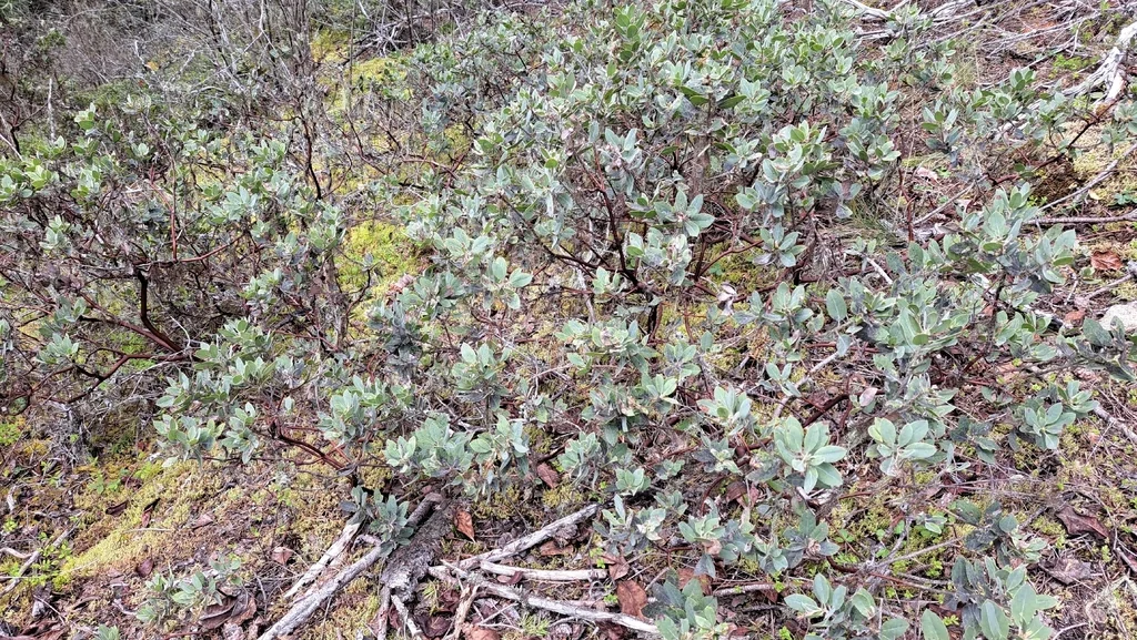 Arctostaphylos Columbiana
